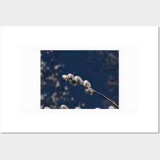 Willow Tree Buds-Abstract Posters and Art